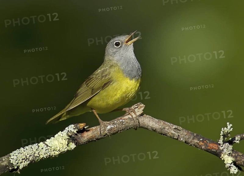 Connecticut Warbler (Oporornis agilis) singing, Wisconsin, USA