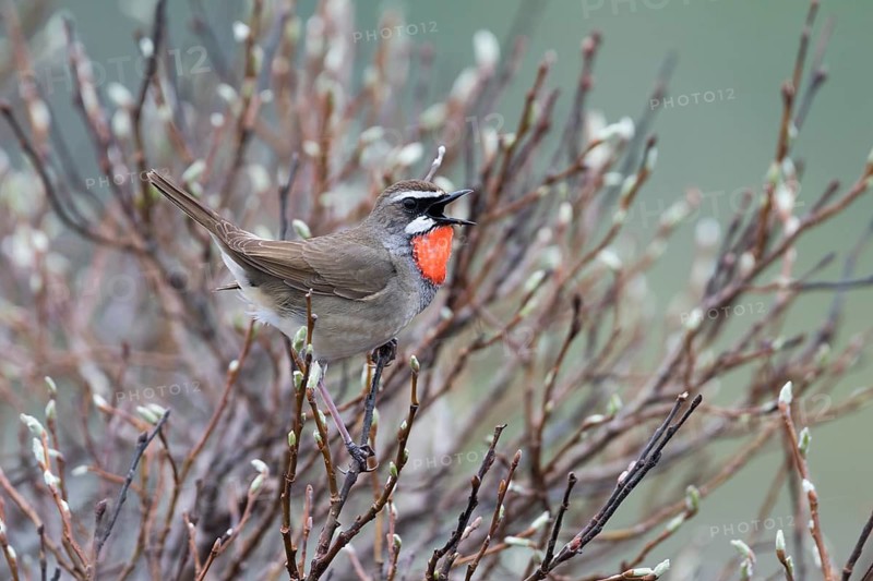 Siberian Rubythroat - Rubinkehlchen - Luscinia calliope, Russia (Ural), adult male