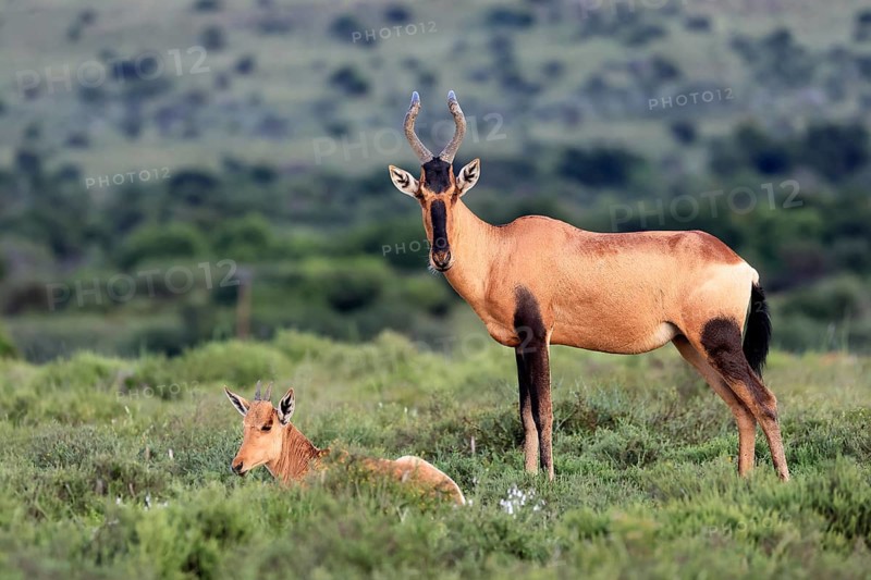 Red hartebeest (Alcelaphus buselaphus caama), kaama, adult, female, mother, young, social behaviour, alert, Mountain Zebra National Park, Eastern Cape, South Africa