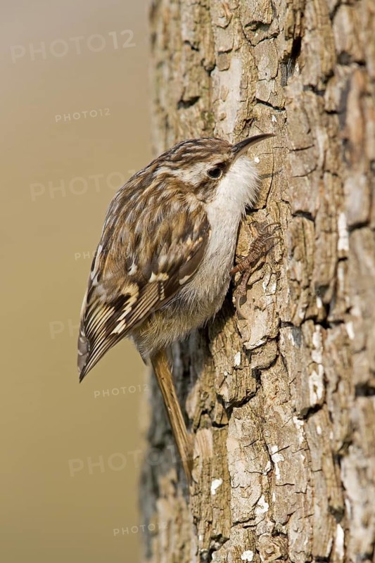 Short-toed Treecreeper (Certhia brachydactyla), Baden-Wuerttemberg, Germany
