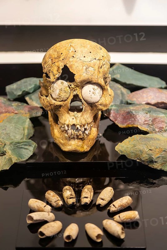 Offering of human skull and shells, archaeological site and museum of Templo Mayor, Mexico City, Mexico