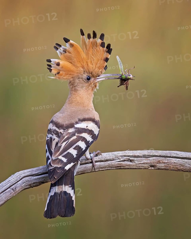 Eurasian Hoopoe (Upupa epops) with food in its beak, Saxony-Anhalt, Germany