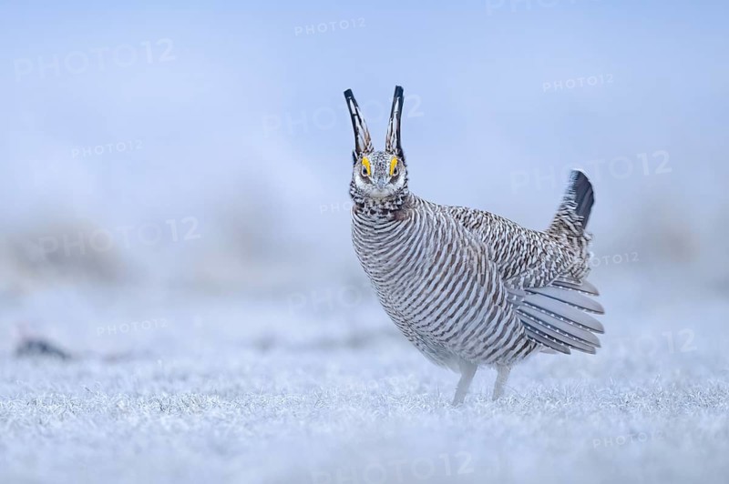 Greater Prairie Chicken (Tympanuchus cupido) male, Colorado, USA