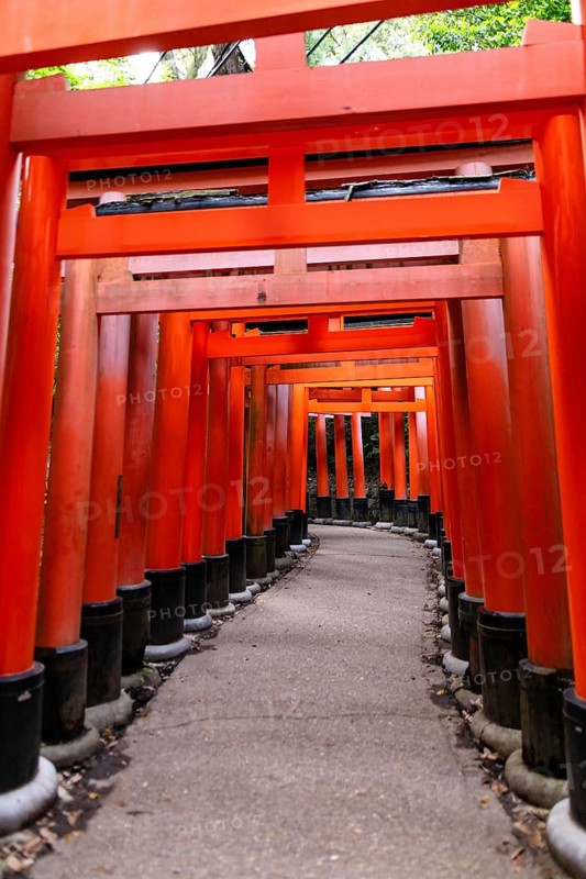 Serene image of the iconic red torii gate nestled in the lush forest of Fushimi Inari-taisha, Kyoto. The path is surrounded by vibrant green foliage, offering a tranquil atmosphere