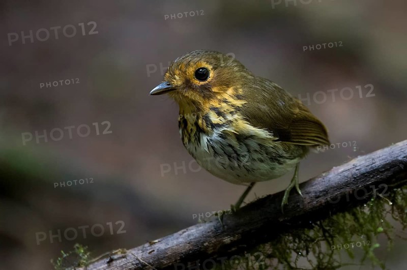 Ochre-breasted Antpitta (Grallaricula flavirostris), Pichincha, Ecuador