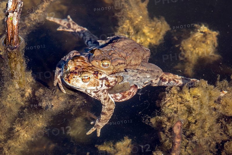 Common toad (Bufo bufo) in water, mating, male and female, moor pond, Oberstdorf, Oberallgäu, Allgäu, Bavaria, Germany