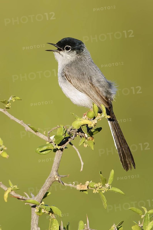 Black-tailed Gnatcatcher (Polioptila melanura) singing, Arizona, USA