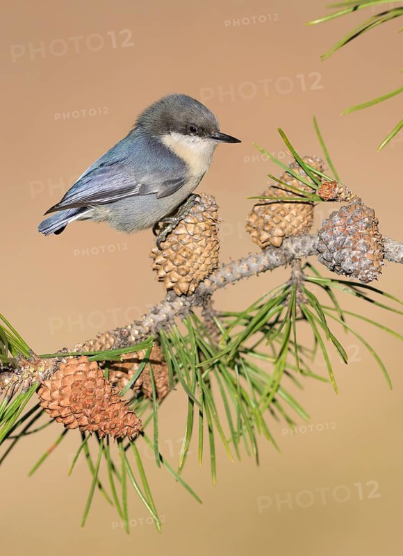 White-breasted Nuthatch (Sitta carolinensis) perched on a conifer branch, Colorado, USA