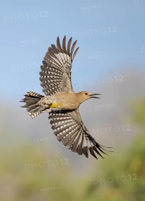 Gila Woodpecker (Melanerpes uropygialis) female calling in flight, Arizona, USA