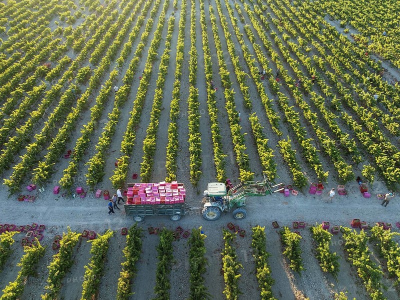 Vintage at the vineyard of the Bodega González Byass near the town of Jerez de la Frontera. Aerial view. Drone shot. Cádiz province, Andalusia, Spain