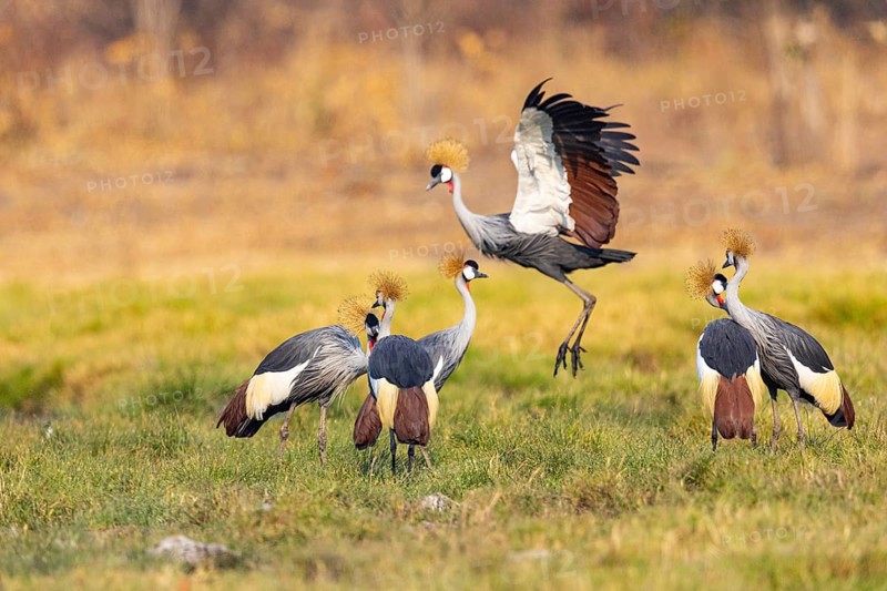 Crowned Crane (Balearica regulorum) courtship behavier South Luangwa NP Zambia August