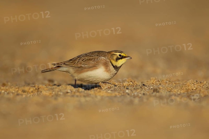Shore lark or Horned lark (Eremophila alpestris) adult bird on a beach, Suffolk, England, United Kingdom