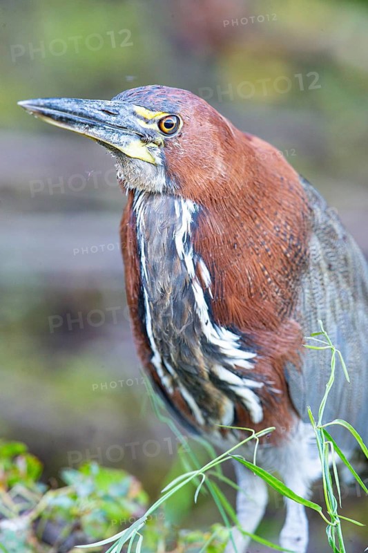 Rufescent tiger heron (Tigrisoma lineatum) Pantanal Brazil