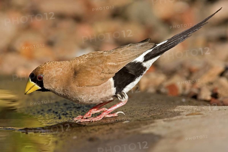 Masked Finch (Poephila personata), Western Australia, Australia