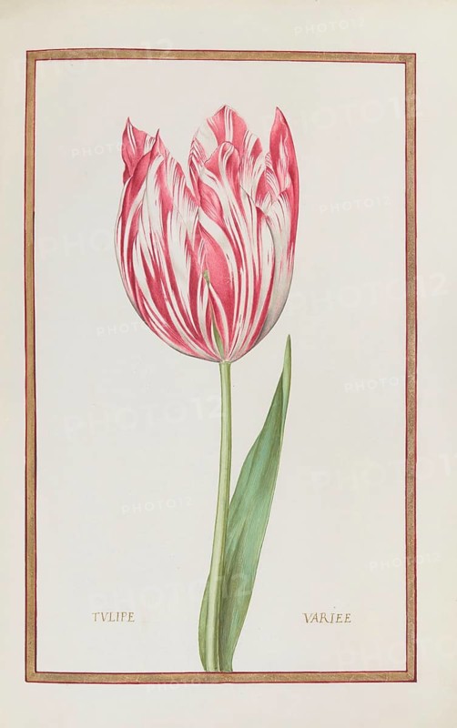 Tulips, Historical, digitally enhanced reproduction from Theatrum florae (1624) by Daniel Rabel (1578 - 1637)