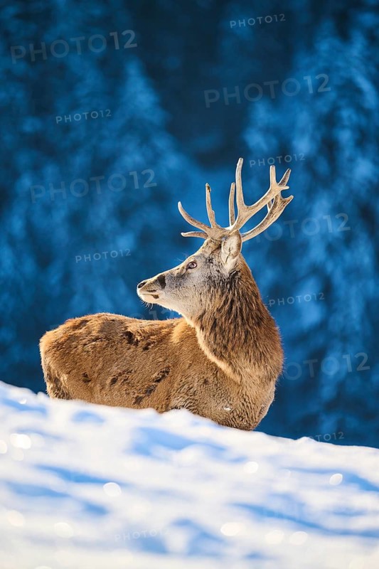 Red deer (Cervus elaphus) stag on a snowy meadow in the mountains in tirol, Kitzbühel, Wildpark Aurach, Austria
