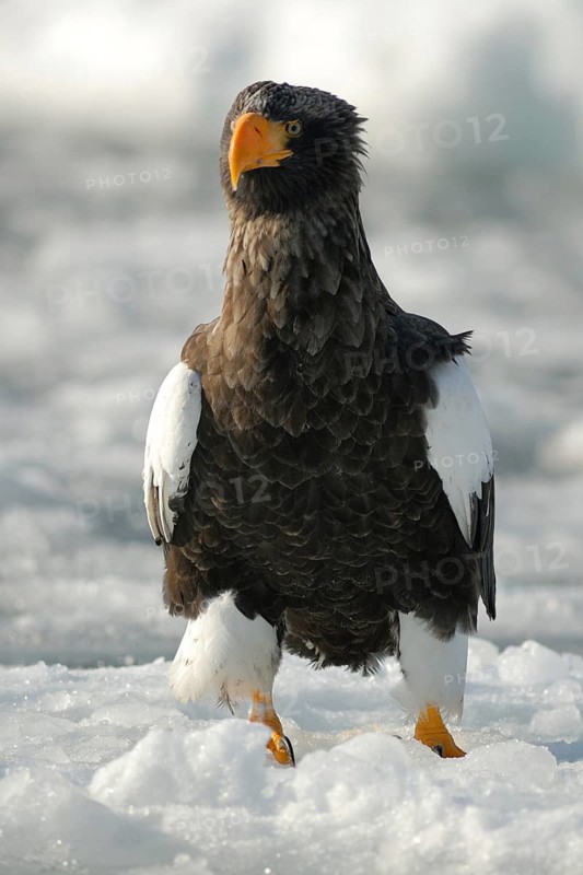 Steller's Sea Eagle (Haliaeetus pelagicus), Hokkaido, Japan
