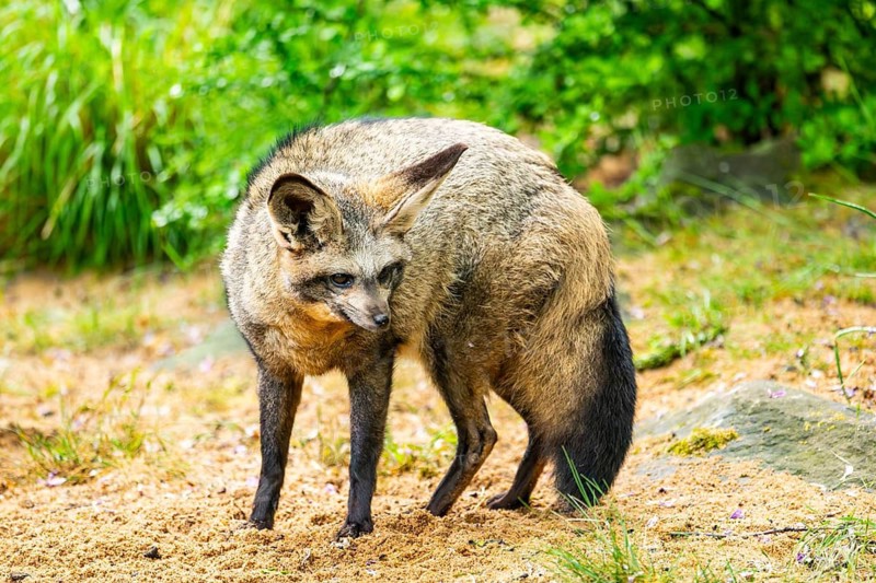 Bat-eared fox (Otocyon megalotis) walking on the ground looking for food, Bavaria, Germany
