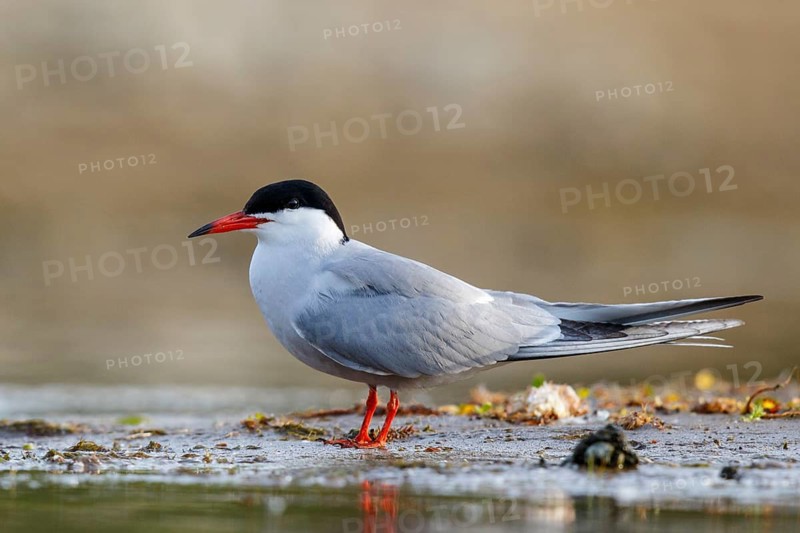 Common Tern (Sterna hirundo), North Rhine-Westphalia, Germany