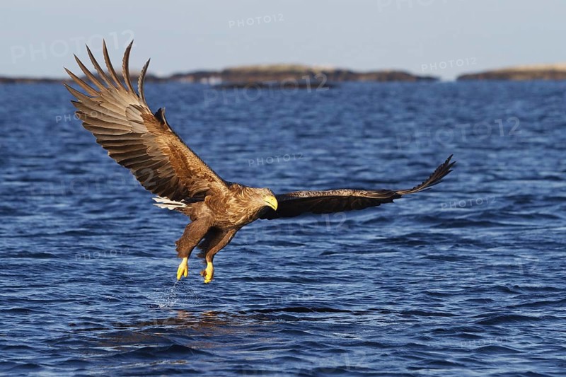 White-tailed Eagle (Haliaeetus albicilla) flying, Norway