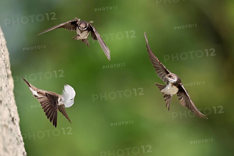 Sand martins (Riparia riparia), in flight, Reussegg nature reserve, Canton Aargau, Switzerland