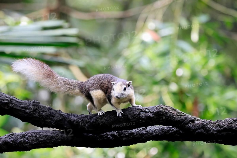 Finlayson's squirrel (Callosciurus finlaysonii), adult, on tree, foraging, Singapore, Southeast Asia
