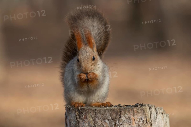 Squirrel in a park. Krasnodar. Russia