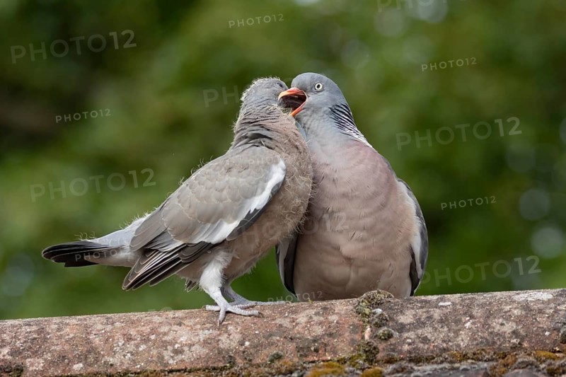 Wood pigeon (Columba palumbus) adult parent garden bird feeding a juvenile baby squab bird on an urban house rooftop, Suffolk, England, United Kingdom