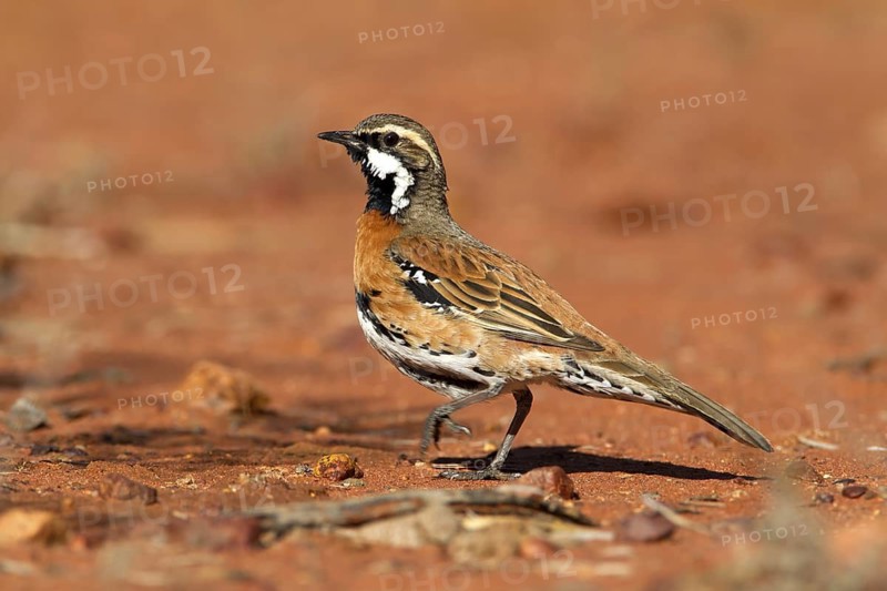 Chestnut-breasted Quail-thrush (Cinclosoma castaneothorax) male, Queensland, Australia