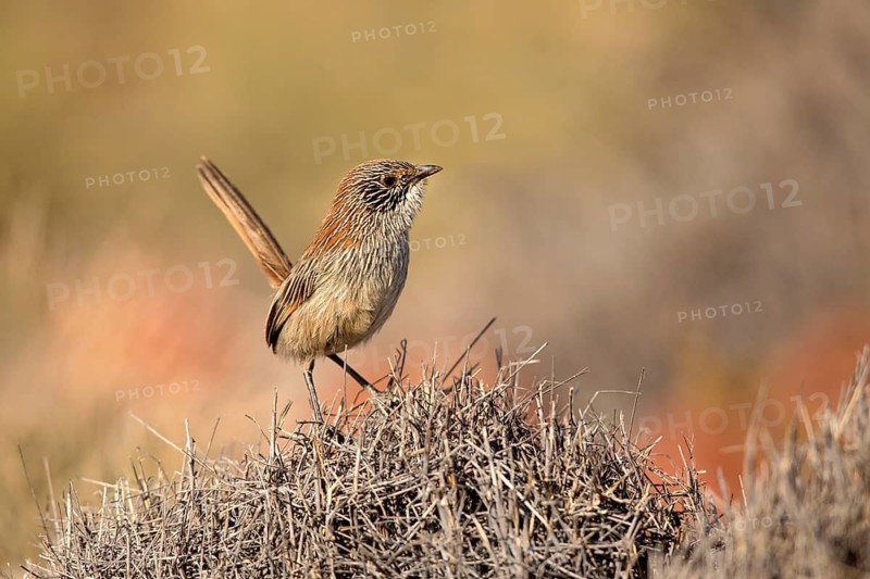 Short-tailed Grasswren (Amytornis merrotsyi pedleri), South Australia, Australia