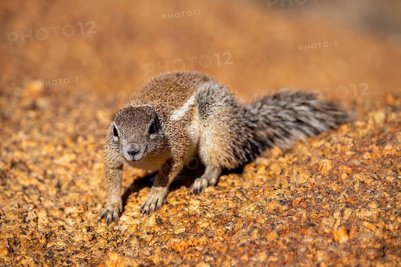 Cape ground squirrel (Xerus inauris), Pontok-Berge, Spitzkoppe, Große Spitzkuppe Nature Reserve, Namibia