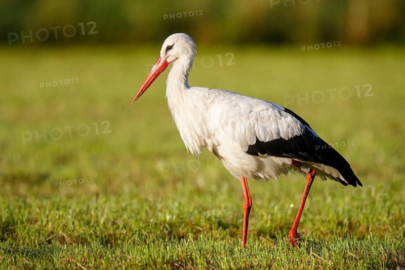 White Stork (Ciconia ciconia) foraging, North Rhine-Westphalia, Germany