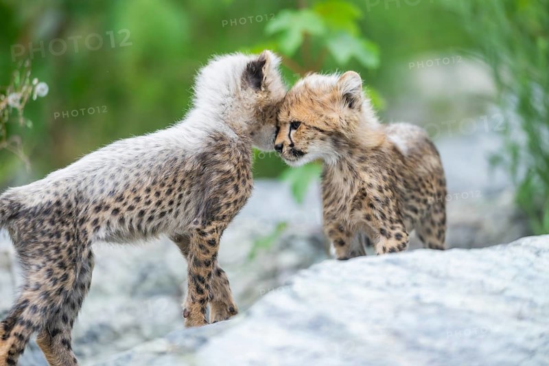Cheetah (Acinonyx jubatus) youngsters playing with each other, captive, occurrence Africa