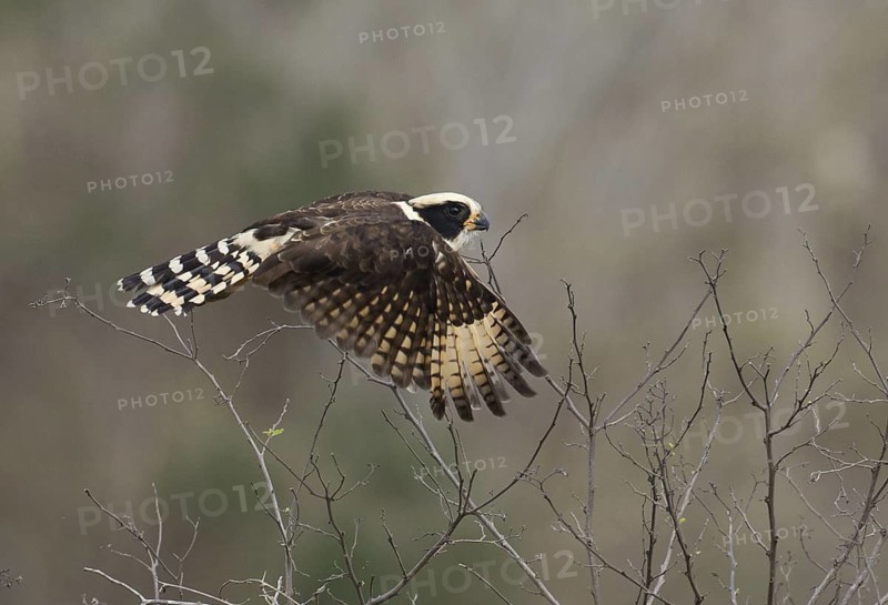 Laughing Falcon (Herpetotheres cachinnans) flying, Manabi, Ecuador