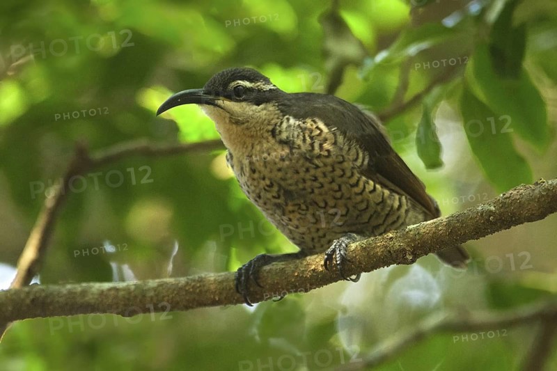 Paradise Riflebird (Ptiloris paradiseus) female, Queensland, Australia