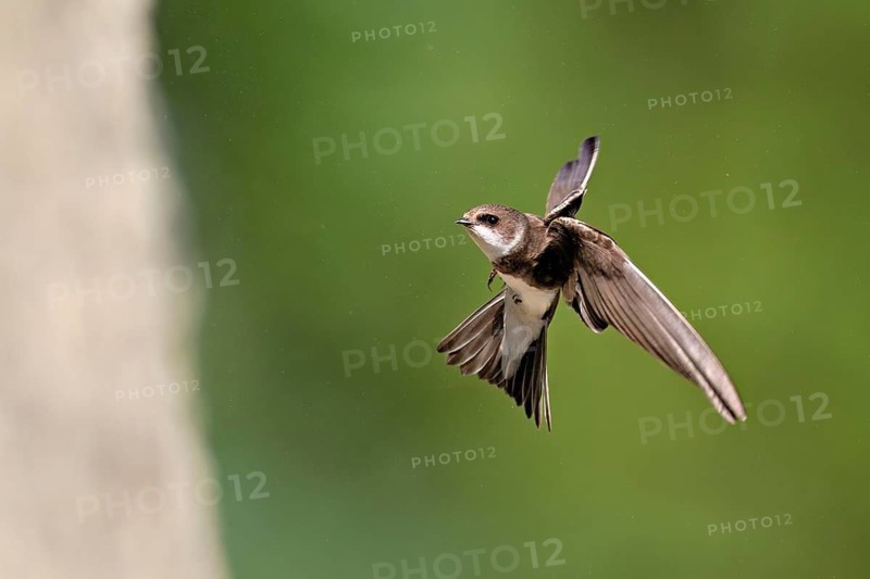 Sand martin (Riparia riparia), approaching the breeding tube, Reussegg nature reserve, Canton Aargau, Switzerland