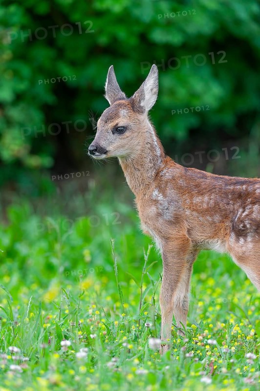 Roe deer (Capreolus capreolus), fawn standing in a meadow and looking attentively, Germany