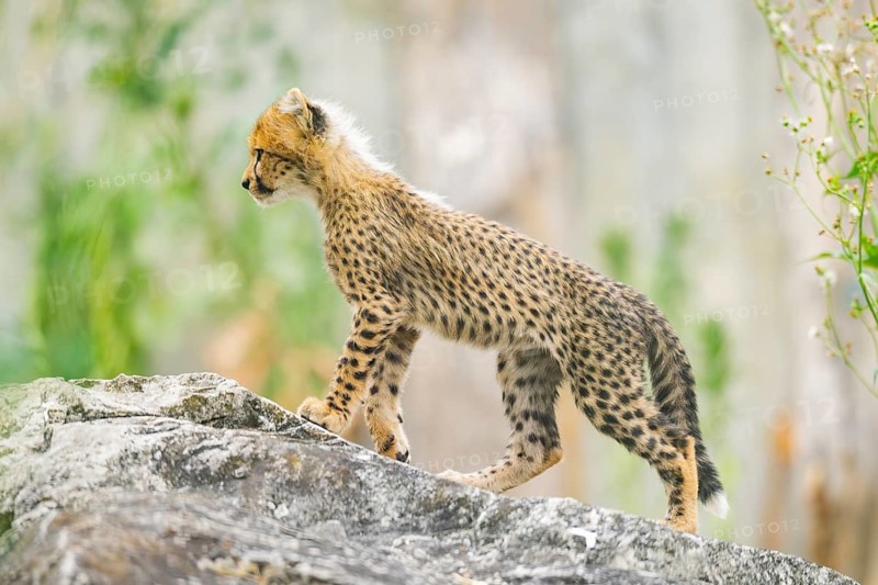 Cheetah (Acinonyx jubatus) youngster walking on a rock, captive, occurrence Africa