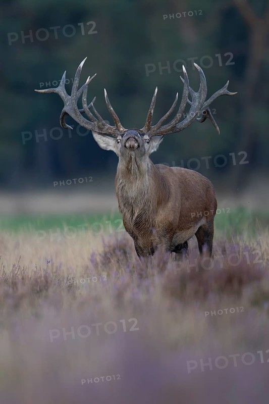 Red deer in rut, Hooge Veluve, Holland