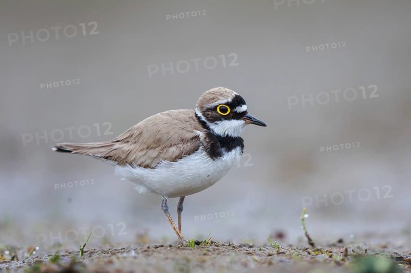Little Ringed Plover (Charadrius dubius) male, North Rhine-Westphalia, Germany
