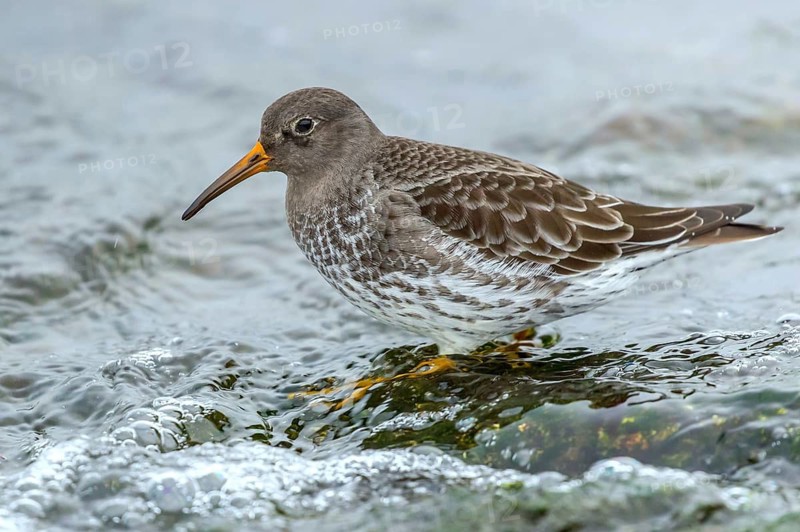 MeerstrandlÃ¤ufer