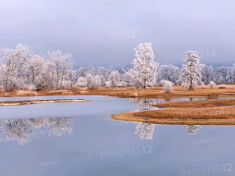 Frozen pond and trees in hoarfrost, nature reserve, Schoren, Mühlau, Freiamt, Aargau Canton, Switzerland