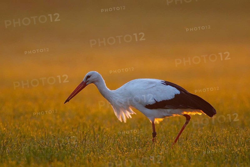 White Stork (Ciconia ciconia) foraging, North Rhine-Westphalia, Germany
