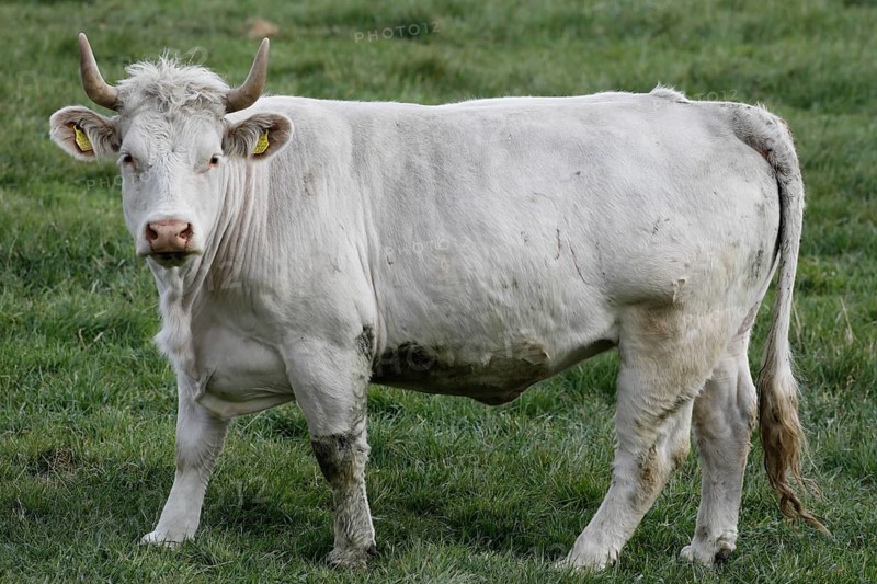 Free-range calves, cattle and cows from the Jahnsfeld organic farm in Brandenburg, they graze the surrounding grassland in spring and summer, they spend the winter in a playpen with an outlet, Müncheberg, Brandenburg, Germany