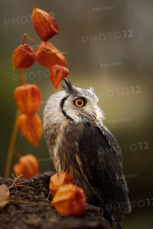 Southern White-faced Owl (Ptilopsis granti) captive, Germany