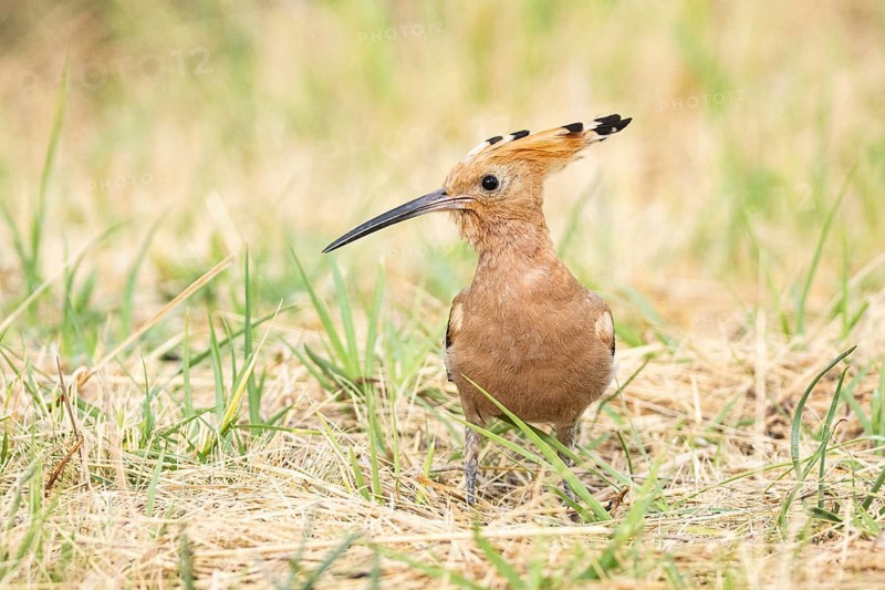 Hoopoe (Upupa epops) Hungary