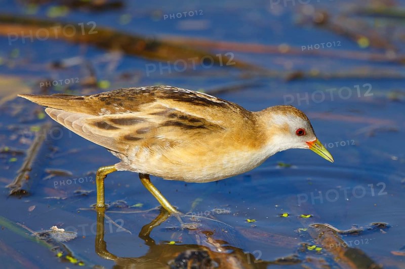Little Crake (Porzana parva) female foraging, Greece