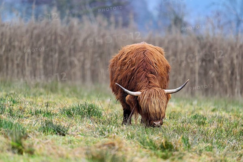 Highland cattle (Bos taurus), adult animal standing in a meadow, Reussspitz nature reserve, Maschwanden, Canton of Zurich, Switzerland