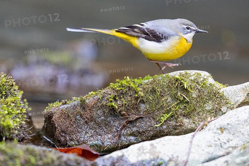 Grey wagtail (Motacilla cinerea) Germany