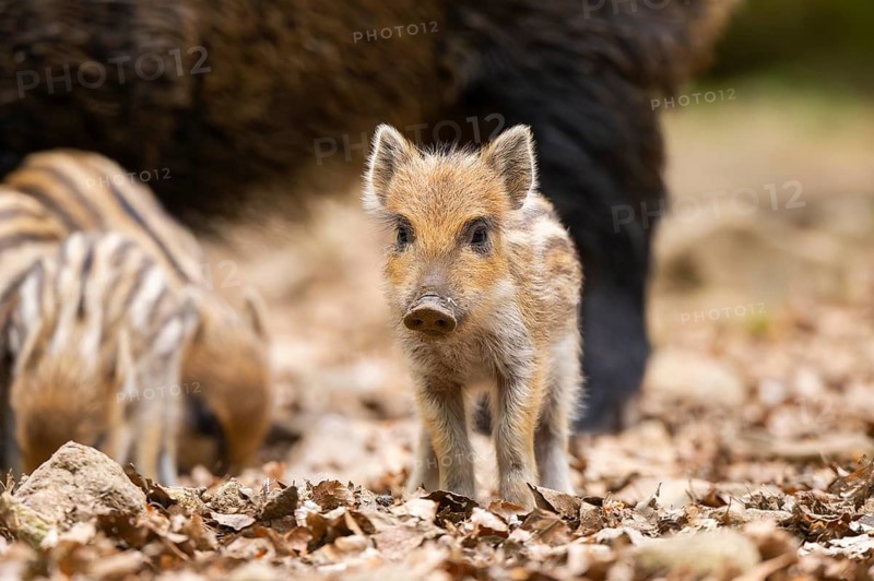 Wild boar (Sus scrofa) piglet standing in a forest, Bavaria, Germany